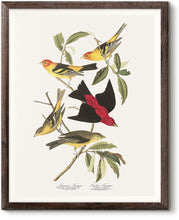 Load image into Gallery viewer, Louisiana Tanager