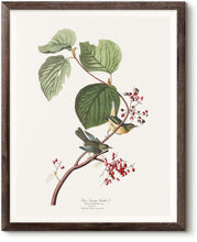 Load image into Gallery viewer, Pine Warbler