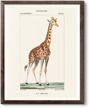 Load image into Gallery viewer, La Girafe