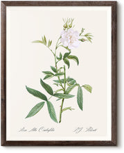 Load image into Gallery viewer, Rosa Alba Cimboefolia