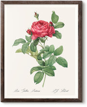 Load image into Gallery viewer, Rosa Gallica Pontiana