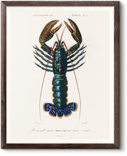 Load image into Gallery viewer, Crimson Crawfish