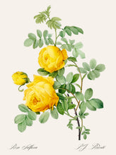 Load image into Gallery viewer, Rosa Sulfurea