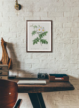 Load image into Gallery viewer, Rosa Brevistyla Leucochroa