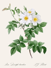 Load image into Gallery viewer, Rosa Brevistyla Leucochroa
