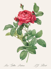 Load image into Gallery viewer, Rosa Gallica Pontiana