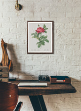 Load image into Gallery viewer, Rosa Gallica Pontiana