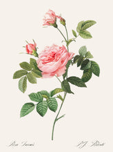 Load image into Gallery viewer, Rosa Inermis