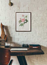 Load image into Gallery viewer, Rosa Inermis