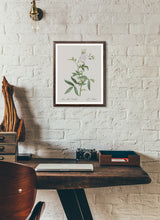 Load image into Gallery viewer, Rosa Alba Cimboefolia