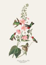 Load image into Gallery viewer, Colombian Humming Bird