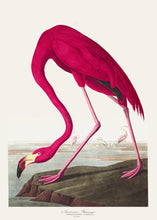 Load image into Gallery viewer, American Flamingo