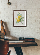 Load image into Gallery viewer, Rosa Sulfurea