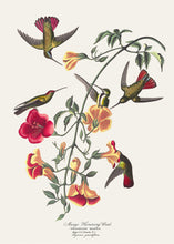 Load image into Gallery viewer, Humming Bird