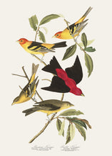 Load image into Gallery viewer, Louisiana Tanager