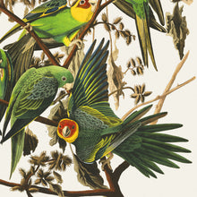 Load image into Gallery viewer, Carolina Parrot