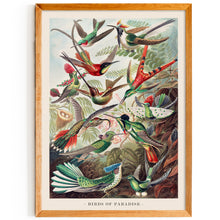 Load image into Gallery viewer, Birds of Paradise