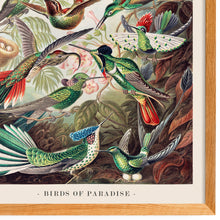 Load image into Gallery viewer, Birds of Paradise