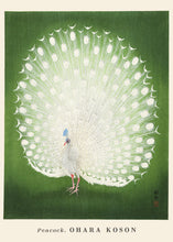 Load image into Gallery viewer, Peacock