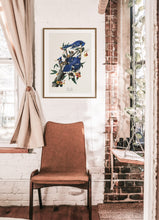 Load image into Gallery viewer, Blue Jay