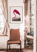 Load image into Gallery viewer, American Flamingo