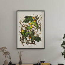 Load image into Gallery viewer, Carolina Parrot