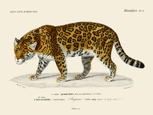 Load image into Gallery viewer, Jaguar