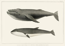 Load image into Gallery viewer, Hnúfubakur og hrefna