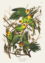 Load image into Gallery viewer, Carolina Parrot
