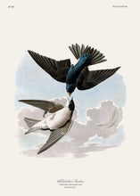 Load image into Gallery viewer, White Bellied Swallow