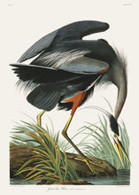 Load image into Gallery viewer, Great Blue Heron