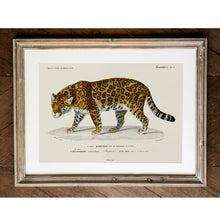 Load image into Gallery viewer, Jaguar