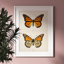 Load image into Gallery viewer, Monarch (Moths and Butterflies)