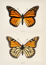 Load image into Gallery viewer, Monarch (Moths and Butterflies)