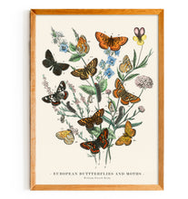 Load image into Gallery viewer, European Butterflies and Moths
