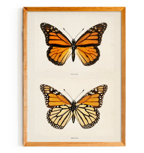 Monarch (Moths and Butterflies)