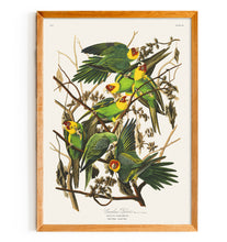 Load image into Gallery viewer, Carolina Parrot
