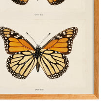 Load image into Gallery viewer, Monarch (Moths and Butterflies)
