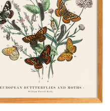 Load image into Gallery viewer, European Butterflies and Moths
