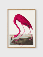 Load image into Gallery viewer, VM09 - American Flamingo - 50x70 mockup

