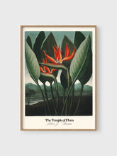 Load image into Gallery viewer, VM29 - The Queen - 50x70 mockup
