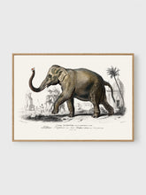 Load image into Gallery viewer, VM27 - Asiatic Elephant - 50x70 mockup
