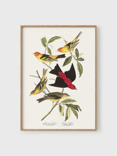Load image into Gallery viewer, VM11 - Louisiana Tanager - 50x70 mockup
