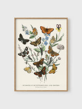 Load image into Gallery viewer, VM13 - European Butterflies - 50x70 mockup
