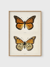 Load image into Gallery viewer, VM43 - Monarch - 50x70 mockup

