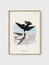 Load image into Gallery viewer, VM45 - White Bellied Swallow - 50x70 mockup
