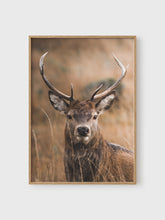Load image into Gallery viewer, VM224 - Red Deer - 50x70 mockup
