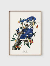 Load image into Gallery viewer, VM07 - Blue Jay - 50x70 mockup
