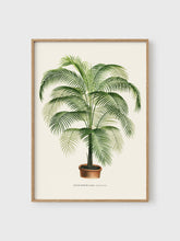 Load image into Gallery viewer, VM21 - Cocos Meddelliana - 50x70 mockup
