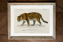 Load image into Gallery viewer, Jaguar
